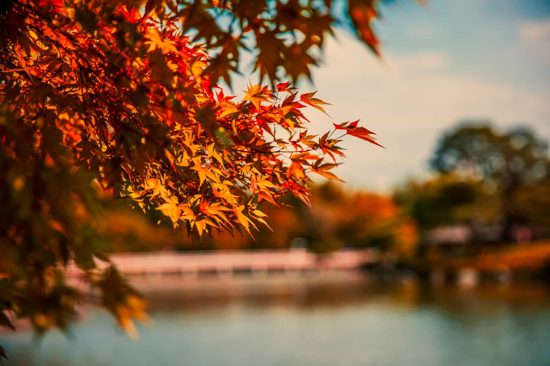 Japan Autumn Leaves 2025: Peak Forecast Map and Best Dates by Region