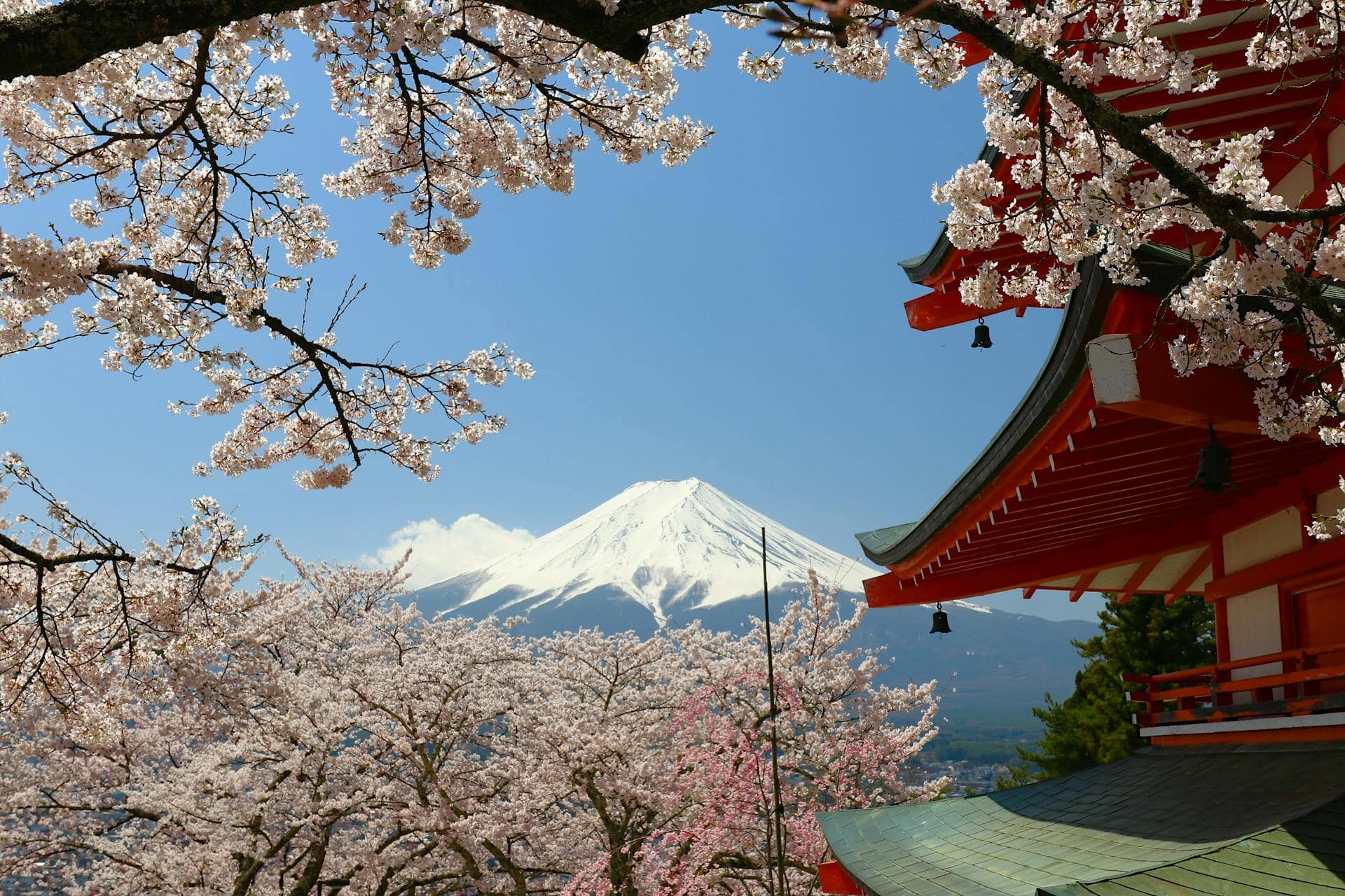 Mount Fuji and Cherry Blossoms 2026: Best Spots for Sakura + Fuji Views
